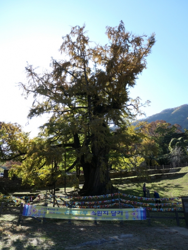 천연기념물 제 223호. 동서방향으로는 25m, 남북방향으로 22m 가지가 뻗어 있어 은행나무 중에서도 풍성한 부피감을 자랑한다