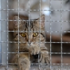 [여기는 베트남] 한 마리당 10만원… ‘고양이 고기’ 인기에 밀수 극성