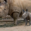 美동물원, 인공수정으로 태어난 남부흰코뿔소 공개…멸종 막을까