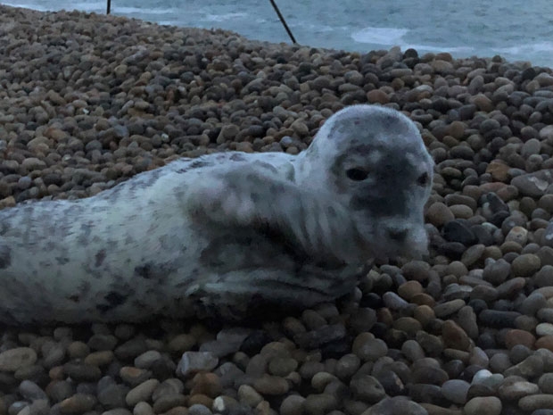 사진=도싯야생동물기금