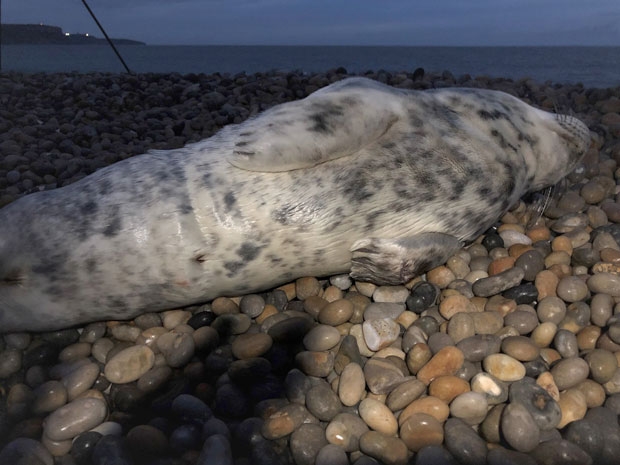 사진=도싯야생동물기금