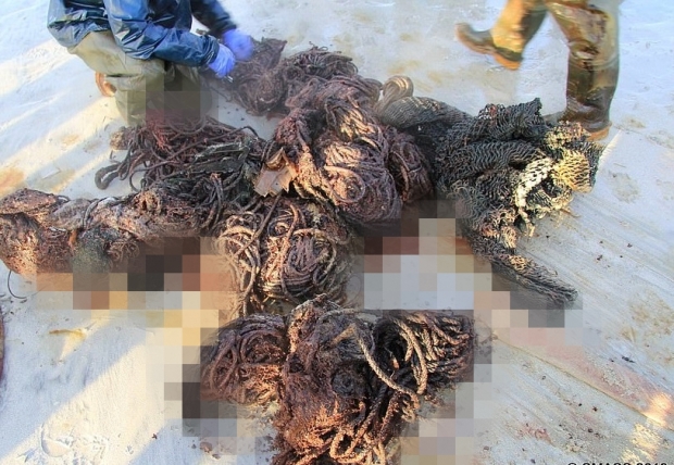 향유고래 사체에서 발견된 쓰레기 100kg 중 일부