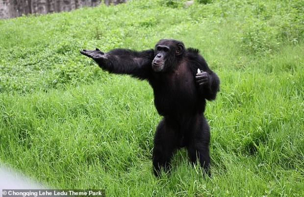 18세 수컷 침팬지 유후이의 모습.