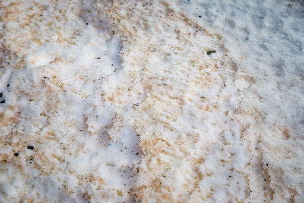 사진=리즈 칼슨 홈페이지 youngadventuress