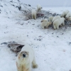 [안녕? 자연] 굶주린 북극곰 50여 마리, 러 마을에 출몰…주민 비상