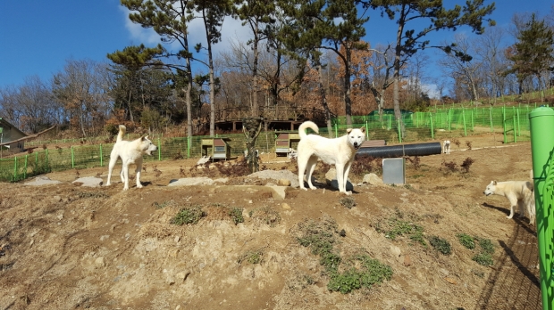 진도개 테마파크에는 진도개 사육장이 있어 실제 정통 천연기념물 진도개를 가까이서 지켜볼 수 있다