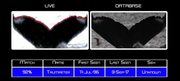 고래를 자동으로 분류하고 식별하는 모포미터. 출처=Intel
