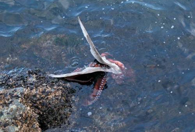 사진=진저 모르뉴