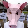 “동물권을 보장하라!” 獨 법원에 소송 제기한 돼지들