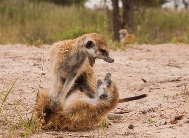 무리의 서식지와 새끼를 지키기 위한 미어캣 사이의 ‘전쟁’. 이 과정에서 일부 미어캣은 목숨을 잃거나 크게 다치기도 한다