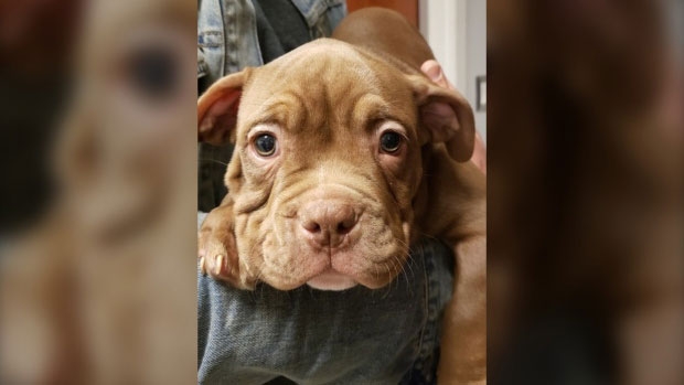 사진=Peel Regional Police