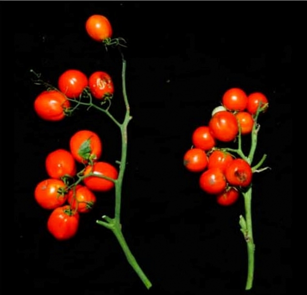 왼쪽은 가지가 길게 자라는 토마토, 오른쪽은 가지가 길게 자라게 하는 유전자를 편집한 신종 토마토