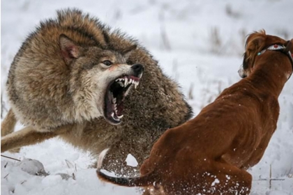[애니멀 픽!] 사냥개들 덤벼들자 매섭게 맞서는 야생 늑대