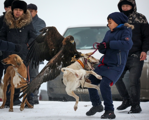 검독수리 한 마리가 사냥개를 사냥감으로 착각하고 공격하는 모습.