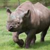 세계 최장수 검은코뿔소 57년 만에 자연사…멸종위기 내몰려