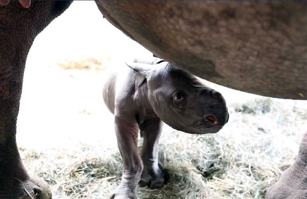 24일(현지시간) 미국 미시간주 ‘포터 파크 동물원’에서는 동물원 개장 이후 100여 년 만에 처음으로 검은코뿔소 새끼가 탄생했다.