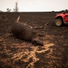 산불에 탄 가축 사체 10만 구 방치...호주 당국 “대규모 무덤 필요해”