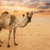 목이 말랐을 뿐인데…호주 낙타 1만 마리 ‘총살’ 이유는?
