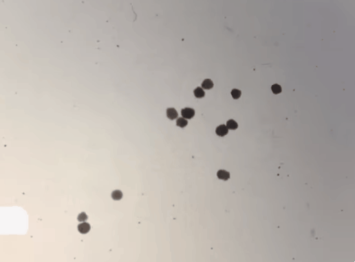 연구진이 공개한 ‘살아있는 로봇’의 실제 움직임