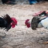 [여기는 인도] 닭싸움 용 수탉의 ‘면도칼’에 찔린 남성 사망