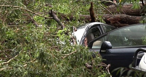 우박과 뇌우로 쓰러진 나무에 갇힌 자동자 운전자