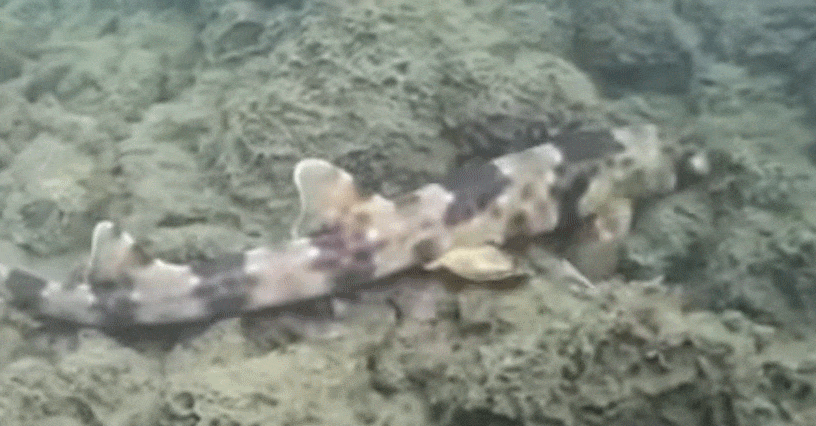 바닷속을 기어다니는 신종 상어의 모습