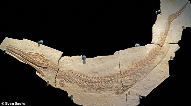 메트리오린쿠스과에 속하는 한 고대 악어의 화석 골격 모습.(사진=스벤 작스/독일 빌레펠트 자연사박물관)