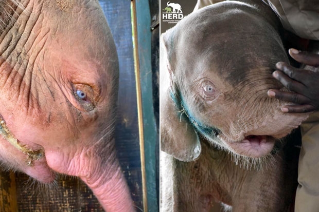 사진=HERD