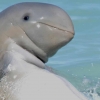 [안녕? 자연] 호주 돌고래서 ‘금지된 살충제 성분’ 다량 검출
