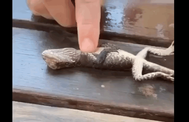 출처=뉴사우스웨일스주 핌블 고든소방서