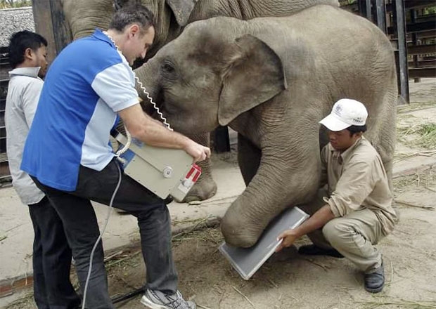 사진=캄보디아 야생동물연합