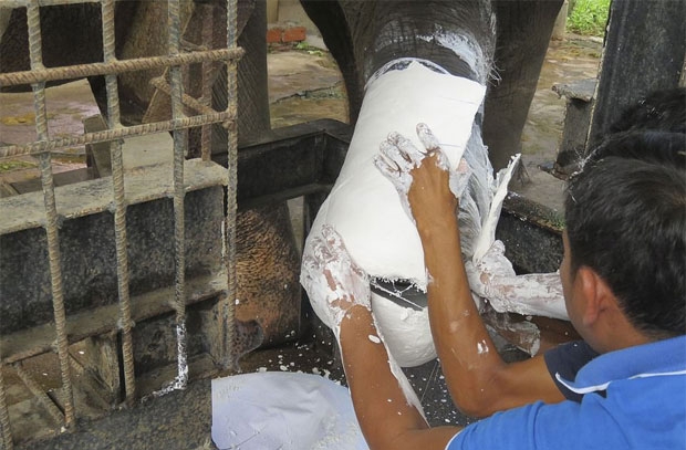 사진=캄보디아 야생동물연합