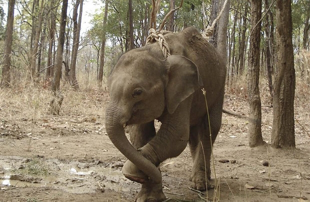2007년 구조 당시 생후 1년도 채 되지 않았던 코끼리 ‘축’. 밀렵꾼이 놓은 덫에 걸려 왼쪽 발이 절단된 상태다./사진=캄보디아 야생동물연합