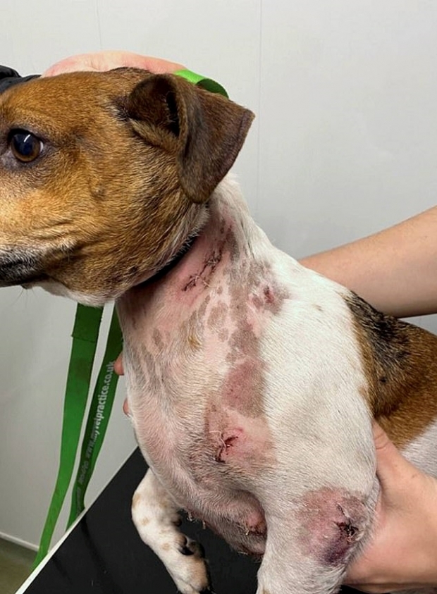 갑작스러운 맹견의 공격으로 피부 여러 곳이 찢어지는 부상을 입은 마틴의 반려견 ‘벤’