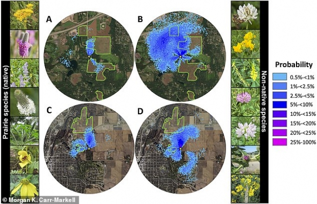 연구진은 꿀벌의 움직임과 의사소통을 추적함으로써 이들 벌이 토종 식물의 꽃가루를 선호한다는 사실을 입증할 수 있었다.(사진=모건 카-마켈 제공)