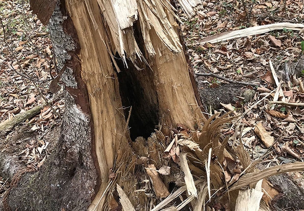 사진=시베리안타임스 캡쳐