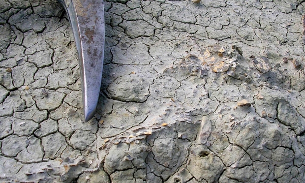 하드로사우루스의 알껍데기(사진=달라 젤레니츠스키 캐나다 캘거리대 조교수)