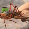 [핵잼 사이언스] “킁킁~ 폭발물이다!”…美 연구팀 ‘사이보그 메뚜기’ 개발