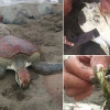 발리 해변서 어린 바다거북 죽은채 발견…사인은 비닐 탓