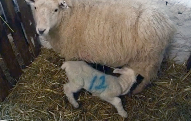 사진=노스웨일스라이브