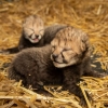 세계 최초 ‘인공수정’ 통해 태어난 새끼 치타 공개 (영상)