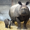밀렵에 스러진 멸종위기 인도코뿔소, 美 동물원서 새끼 출산