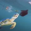 바다거북은 왜 플라스틱을 먹을까?…원인은 먹이 냄새 솔솔