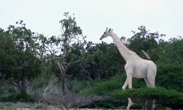사진=HCP·Hirola Conservation Programme
