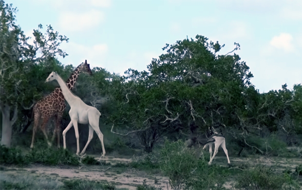 사진=HCP·Hirola Conservation Programme