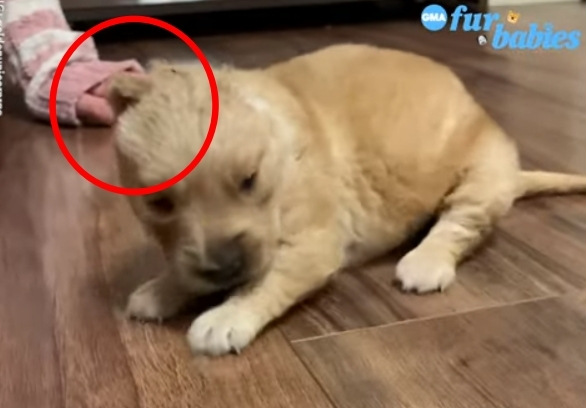 수술 받은 직후, 귀가 ‘원래의 자리’에 있었던 당시의 모습