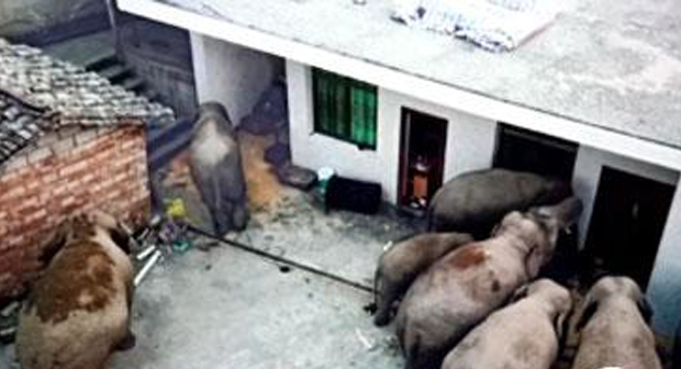 사진=멍하이현선전부