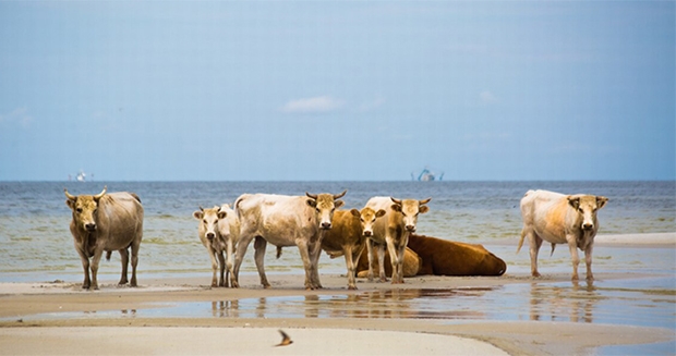 지난해 9월 미국 노스캐롤라이나주에 상륙한 허리케인 ‘도리안’은 시더 아일랜드에 살던 야생동물 수십 마리의 목숨을 앗아갔다. 그 중 기적적으로 살아남은 소 6마리는 ‘바다 소’라는 애칭으로 불리며 관심을 한 몸에 받았다.