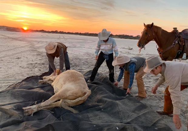 발견된 소 3마리 중 한 마리가 임신 중인 것을 확인한 현지 목장은 곧바로 구조작업에 돌입했고, 어미 소는 지난달 4일 무사히 새끼를 출산했다./사진=랜치솔루션 페이스북