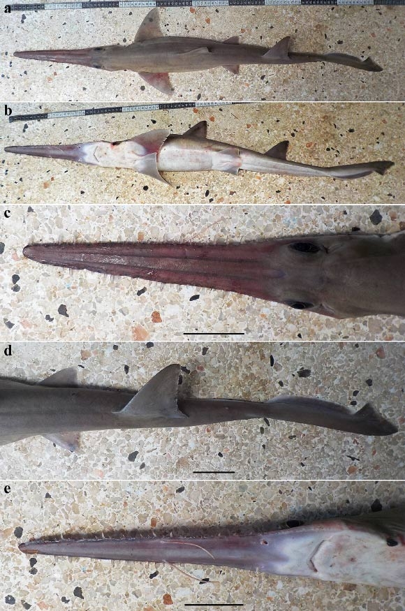 ‘플리오트레마 안나’(Pliotrema annae)의 모습